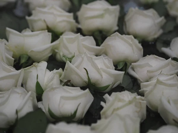 我们保存并延长花的寿命 白色的玫瑰漂浮在水里以恢复新鲜感 春花背景 — 图库照片