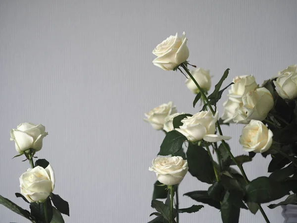 Tarjeta Felicitación Fondo Rosas Blancas Sobre Fondo Gris Lugar Para —  Fotos de Stock