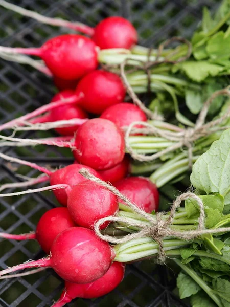 Bunches Natural Freshly Picked Garden Radish Grown Black Grid Plastic — Stock Photo, Image