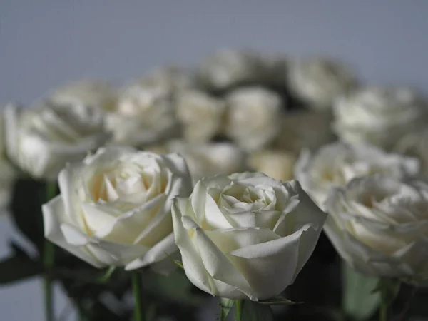 Ένα Μεγάλο Μπουκέτο Από Λευκά Τριαντάφυλλα Γκρι Φόντο Χώρο Για — Φωτογραφία Αρχείου