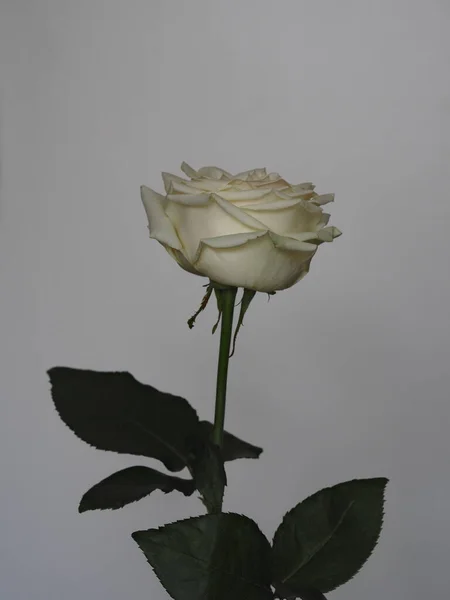 Una Rosa Blanca Sobre Fondo Gris Espacio Para Text Greeting —  Fotos de Stock