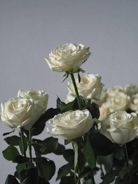 Miejsce Tekst Pozdrowienia Zbliżenie Białych Róż Bukiet Białych Róż Szarym — Zdjęcie stockowe