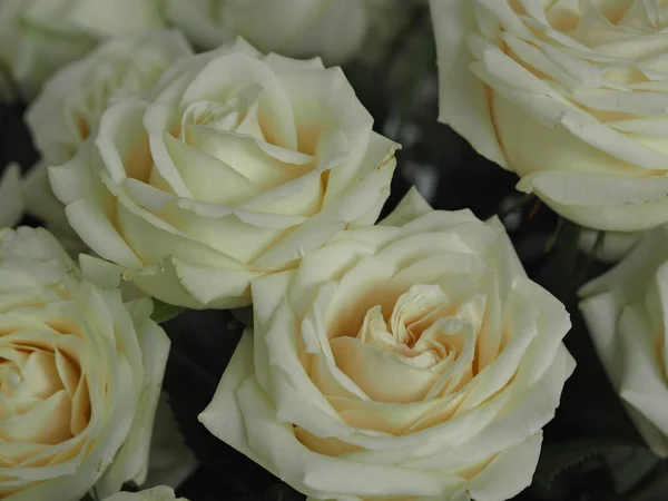 Espacio Para Texto Fondo Saludo Primer Plano Flores Rosas Blancas —  Fotos de Stock