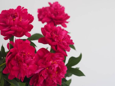 Bahar çiçeği arkaplanı. Açık gri bir arkaplanda kahverengi ya da kırmızı şakayık çiçekleri yer alan tebrik kartı..