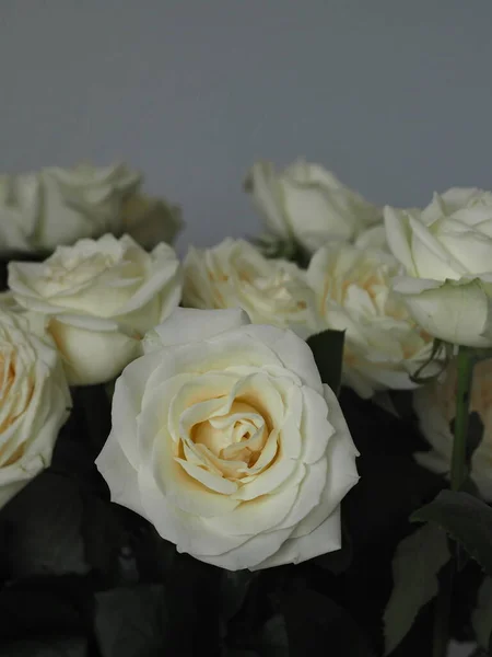 白玫瑰与灰色背景的一束白玫瑰相映衬的特写 — 图库照片