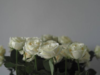 Mesaj için yer. Arkaplan selamlaması. Gri arkaplanda büyük bir buket beyaz gül..