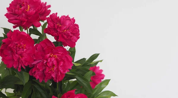 Maroon or red peony flowers are located on the side of a light gray background.Spring flower background.Greeting card with space for text.