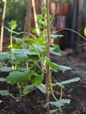 Tarımsal sebze geçmişi. Bir serada salatalık yetiştiriyor..