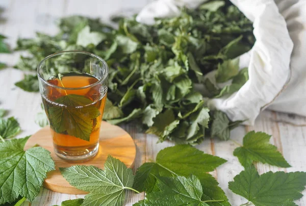A glass of herbal tea with a leaf of currant on a background of fresh and dried leaves of currant. The season of collection of young leaves of black currant for drying and use as tea.
