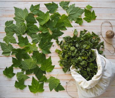 Üst Manzara. Yazı kurtar. Kurutmak ve çay olarak kullanmak için taze kuşüzümü yaprağı toplama mevsimi. Beyaz ahşap bir masada taze ve kurumuş üzümlü yapraklar..