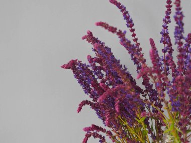 Çimenli arka plan. Mor adaçayı çiçekleri, gri arka planda tıbbi bitkiler..