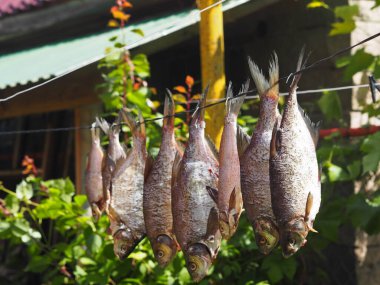 Köy evindeki bir telde asılı duran kurutulmuş balıklar. Yaz balıkçılığının sonucu..