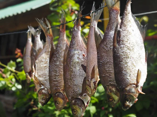 Ikan kering tergantung di kawat di sebuah rumah desa. Hasil pancing musim panas. — Stok Foto