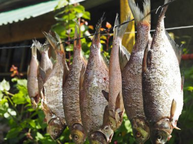 Yaz balıkçılığının sonucu. Nehre yakalanan taze çipura güneşte kurur..