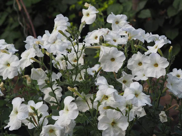 花坛上的花园里长满了白花的小布什 — 图库照片