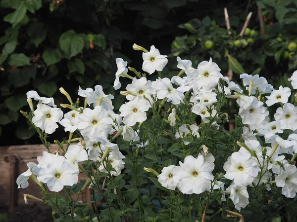 花坛上的花园里长满了白花的小布什 — 图库照片