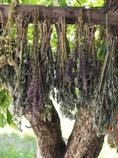 A set of herbs is hung and dried under natural conditions under a tree. Dry herbs. Herb collection, drying process. Mint, sage, lemon balm, yarrow.