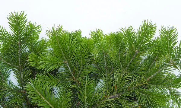 Miejsce Tekst Świąteczne Tło Zielone Gałęzie Choinki Leżą Białym Tle — Zdjęcie stockowe