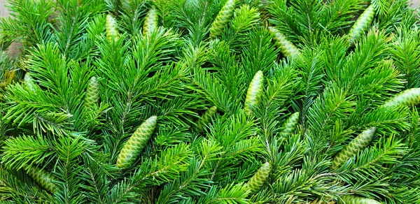 Kerst Nieuwjaar Achtergrond Groene Achtergrond Van Sparren Takken — Stockfoto