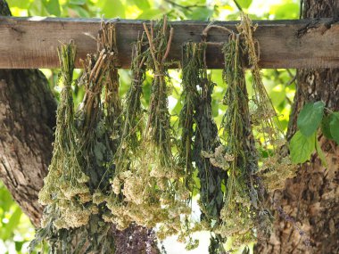 The season for harvesting medicinal herbs. Bunches of medicinal herbs are suspended and dried naturally under a tree. Drying process. clipart