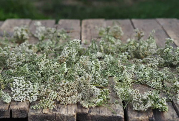 Medicinal Herbs Yarrow Yarrow Flowers Dried Storage Rustic Wooden Board — Stock Photo, Image
