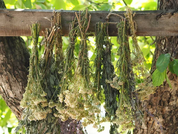 Die Saison Für Die Ernte Der Heilkräuter Bündel Von Heilkräutern — Stockfoto