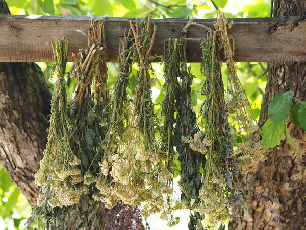 The season for harvesting medicinal herbs. Bunches of medicinal herbs are suspended and dried naturally under a tree. Drying process.