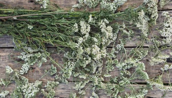 Medicinal Herbs Yarrow Dried Yarrow Flowers Rustic Wooden Background Place — Stock Photo, Image
