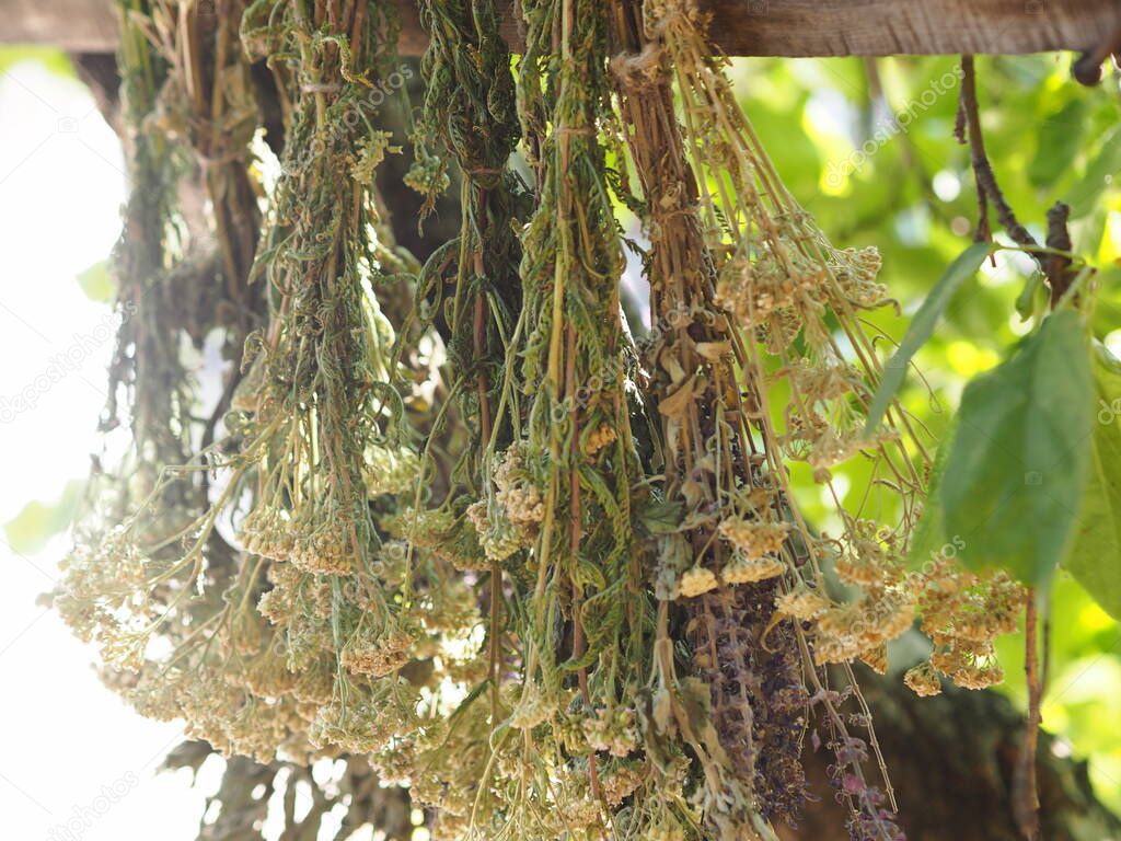 Medicinal herbs. Bunches of medicinal herbs are suspended and dried naturally under a tree. Collection of herbs, drying process.