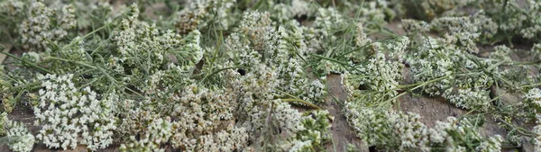 Dried Flowers Yarrow Medicinal Use Wooden Background — Stock Photo, Image