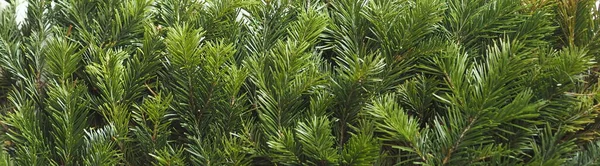 新年贺卡 杉木枝干的绿色背景 — 图库照片