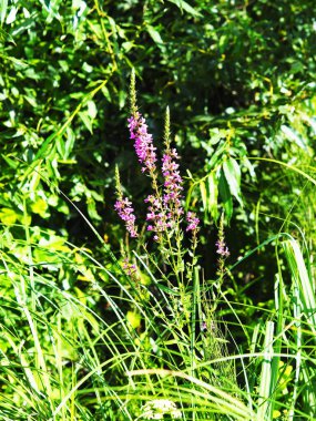 Çayır çayı, Salvia pratensis. İvan çayı dar yapraklıdır, nehir kıyısında ve çayırlarda yetişir..