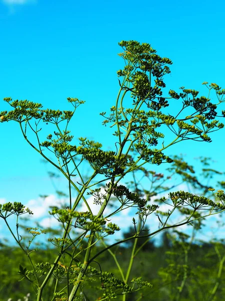 Piante Velenose Costa Del Fiume Volga Russia Una Pianta Velenosa — Foto Stock