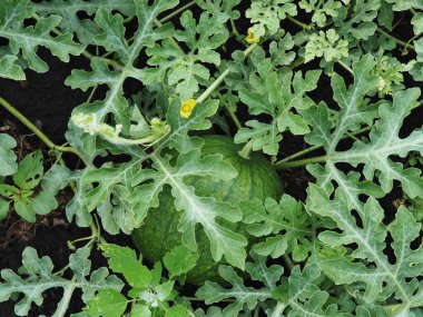 Tarım geçmişi. Karpuz yeşilliklerin arasında bir bahçe yatağında sebze bahçesinde yetişir..