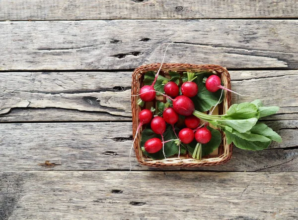 Ripe Red Radishes Natural Vine Dish Rustic Wooden Background Copy — Stock Photo, Image