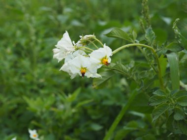 Patates çalısı beyaz çiçeklerle çiçek açıyor.