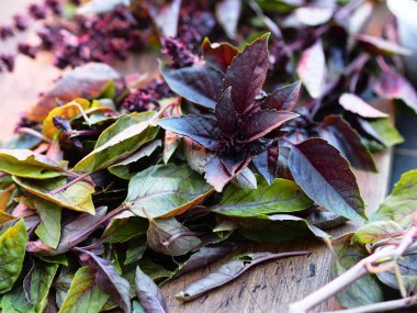 Yararlı bitkiler hasat etme mevsimi. Mutfak tahtasının üzerinde, doğranmış, dondurucuda depolanmaya hazır fesleğen yaprakları..