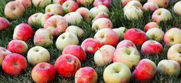 Ett Gäng Vackra Röda Äpplen Ligger Marken Bland Grönt Gräs — Stockfoto