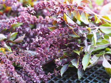 Mor fesleğen çiçekleri bir bahçe sepetinde yatar. Kış için bitki toplama mevsimi..