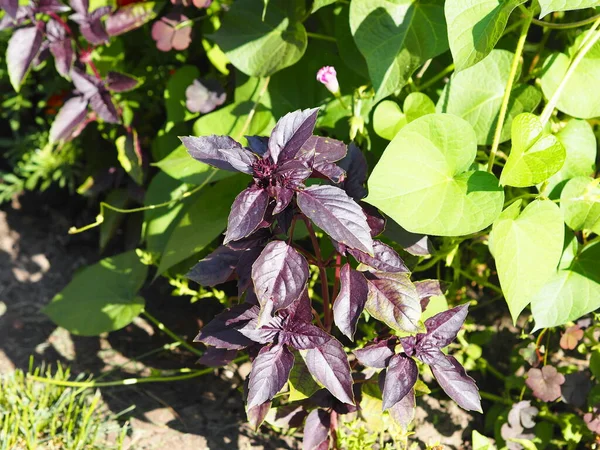 Plante Basilic Cultivée Accidentellement Dans Potager Partir Graines Soufflées Arrière — Photo