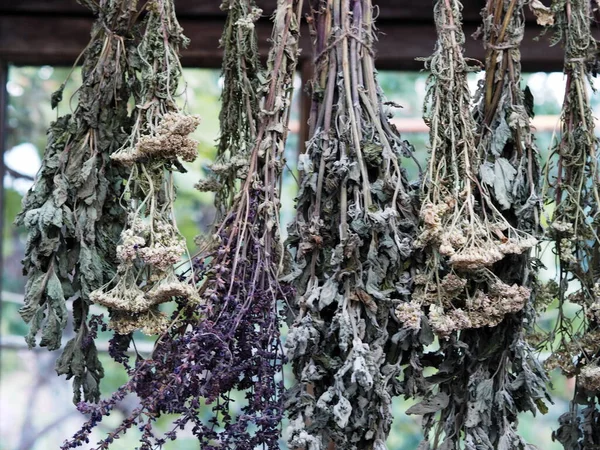 Drying Medicinal Herbs Use Alternative Medicine Close View Season Harvesting — Stock Photo, Image