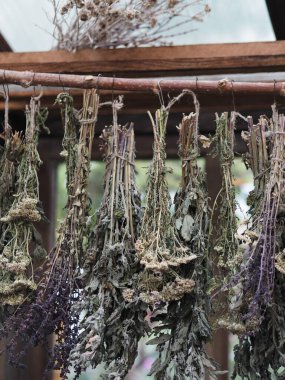 Şifalı bitkiler geleneksel tıpta kullanılmak üzere bir tepe örtüsünün altında kurutulur. Yararlı bitkilerin toplanması.