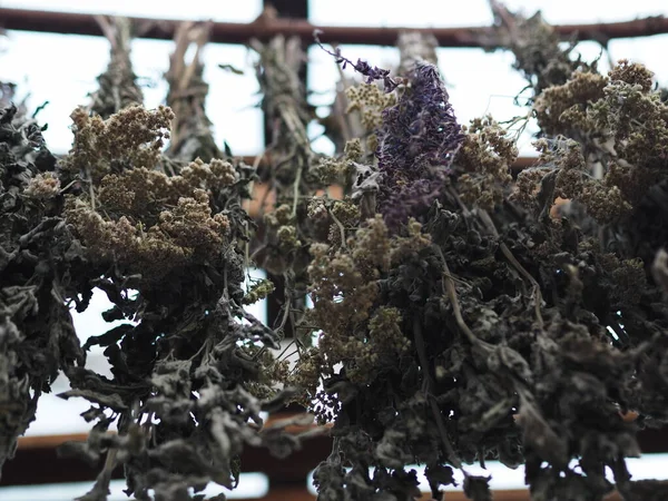 Medicinal Herbs Tied Bunches Hung Canopy Drying Further Brewing Herbal — Stock Photo, Image