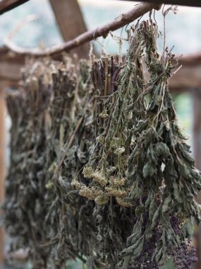 Alternatif bitkisel tedaviler için yararlı bitkiler hasat ediliyor.Şifalı bitkiler demetler halinde bağlanır ve kurutulmak ve daha fazla kullanılmak üzere bir gölgeliğin altına asılır..