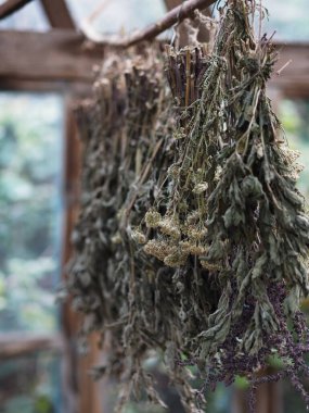 Alternatif bitkisel tedaviler için yararlı bitkiler hasat ediliyor.Şifalı bitkiler demetler halinde bağlanır ve kurutulmak ve daha fazla kullanılmak üzere bir gölgeliğin altına asılır..