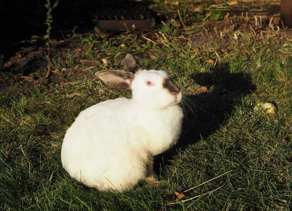 Weißes Kaninchen Sitzt Auf Grünem Gras Abends Lange Herbe Schatten — Stockfoto