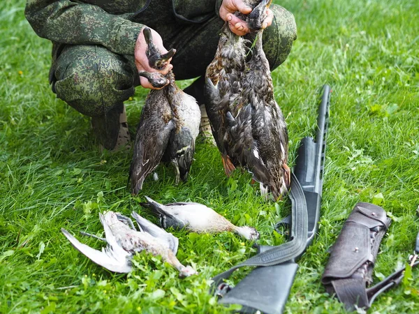 Bird hunting season. The first trophy of wild ducks after hunting on the green grass.The hunters hands are holding the duck. — Stock Photo, Image