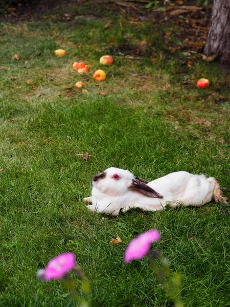 Ein erwachsenes weißes Kaninchen ruht auf dem grünen Gras mit Äpfeln. — Stockfoto