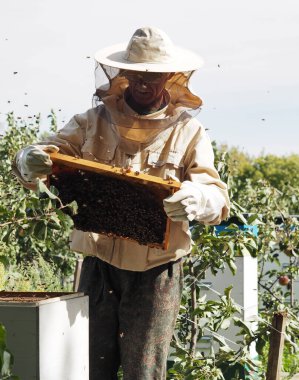 Arı yetiştiricisi arılarla ve arı kovanlarıyla çalışır. Kurdeşen elma bahçesinde durur..