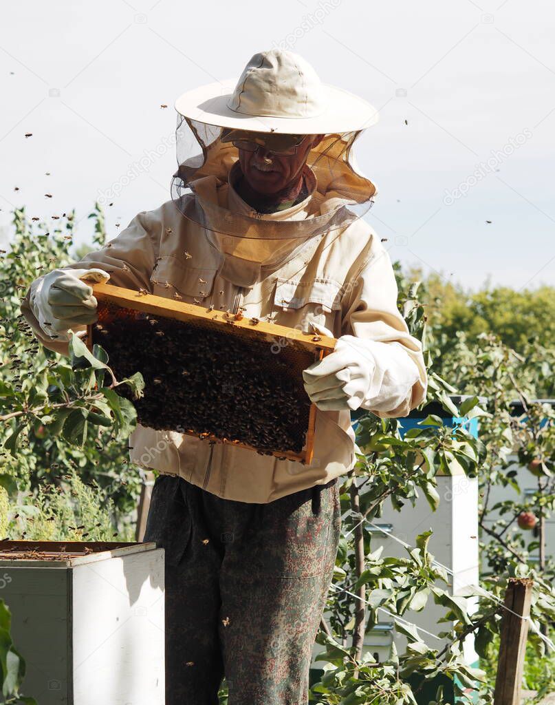 Beekeeper works with bees and bee hive frames. Hives stand in apple orchard.